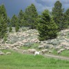 Rambuijē aitas ganībās
