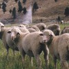 Rambuijē aitas