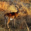 Impala (Aepyceros melampus); autors: John Rowan