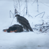 Vistu vanags (Accipiter gentilis)