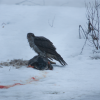 Vistu vanags (Accipiter gentilis)
