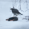 Vistu vanags (Accipiter gentilis)