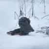 Vistu vanags (Accipiter gentilis)
