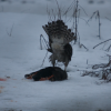 Vistu vanags (Accipiter gentilis)