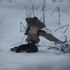 Vistu vanags (Accipiter gentilis)