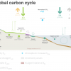 Globālais oglekļa cikls un tā komponenti