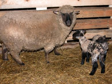 Omega-6 diēta aitu mātēm - vairāk aitiņu